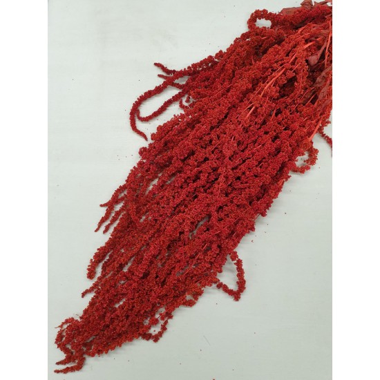 AMARANTHUS CAUDATUS PRESERVED RED