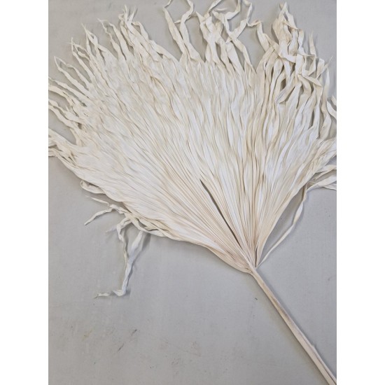 ANAO PALM BLEACHED BOPP/kraft