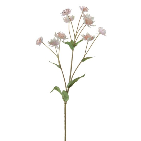 ASTRANTIA 60CM ROSE