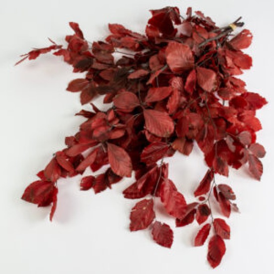 BEECH PRESERVED BURGUNDY 1/2 BOPP/kraft