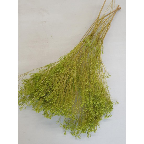 BROOM BLOOM VERT POMME +/-100GR