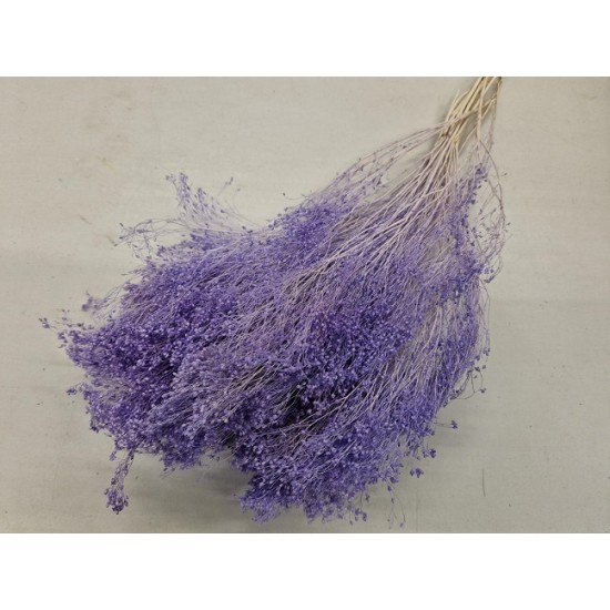 BROOM BLOOM LILAC PASTEL +/-100GR