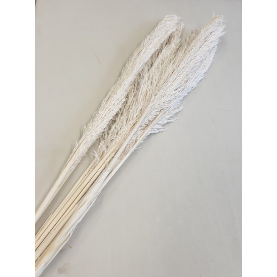 CANE ARUNDO BLEACHED 1PC