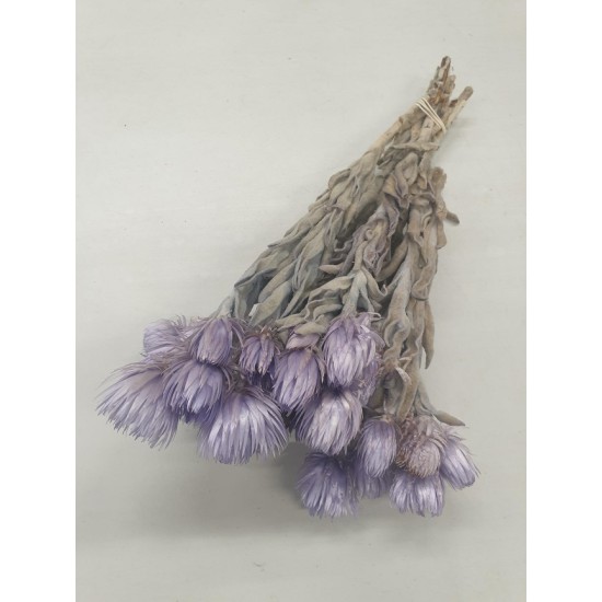 CAPBLUMEN LARGE 30CM LILAC  +/-50GR BOPP/kraft