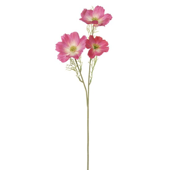 COSMOS 65CM CERISE