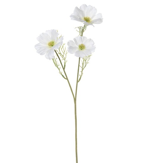 COSMOS 65CM WIT