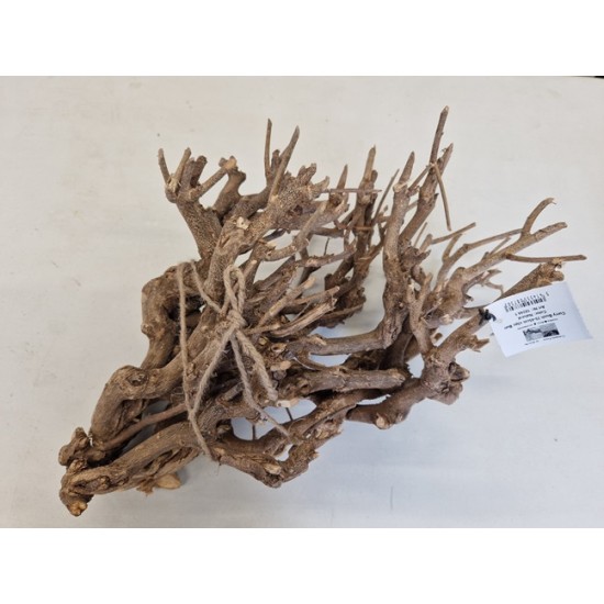 CURRY BUSH 25-45CM NATURAL 5PCS
