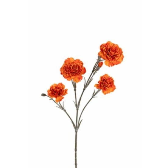 DIANTHUS 60CM ORANJE