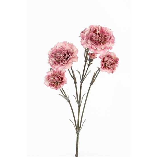 DIANTHUS 60CM VIEUX ROSE