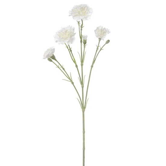 DIANTHUS CREME 60CM