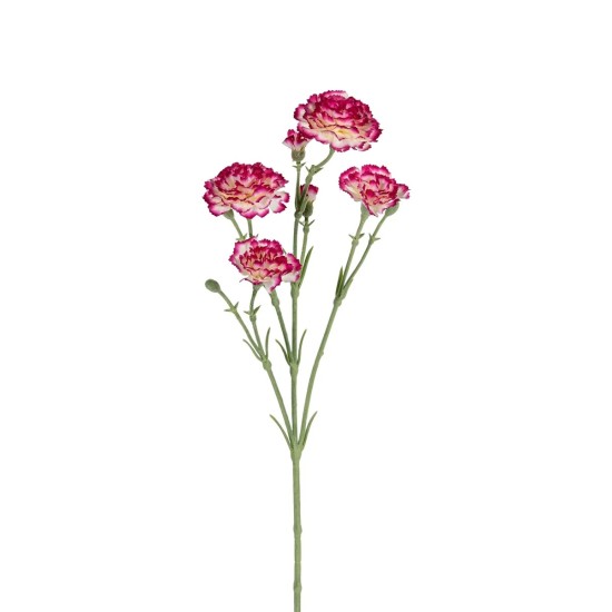 DIANTHUS CREME/MAGENTA 60CM