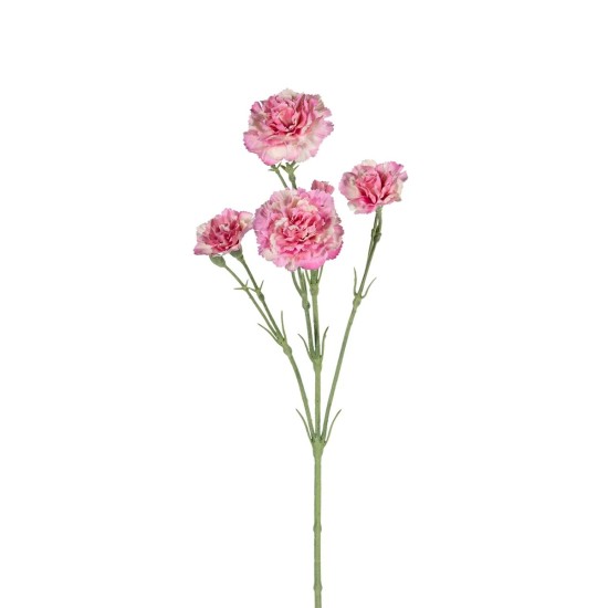 DIANTHUS PINK 60CM