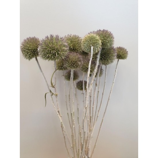 ECHINOPS WILD NATURAL 50CM 1/2 BOPP/kraft