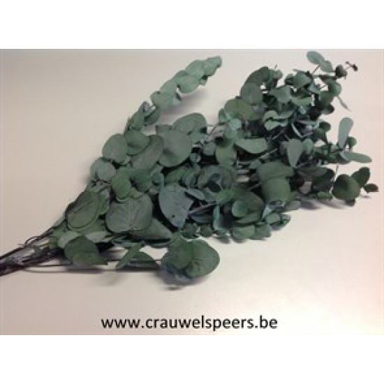 EUCALYPTUS CYNEREAS PRESERVED GREEN +/-75GR BOPP/kraft