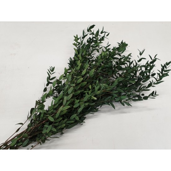 EUCALYPTUS PARVIFOLIA STABILISE VERT +/-75GR BOPP/kraft