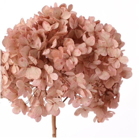 PRESERVED HYDRANGEA (HYDRANGEA) OLD PINK +/-15CM