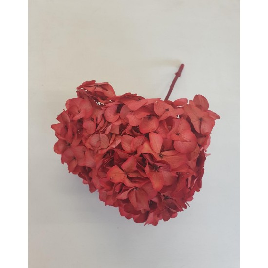 PRESERVED HYDRANGEA (HYDRANGEA) RED +/-15CM