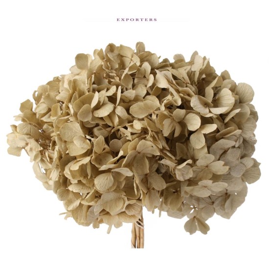 PRESERVED HYDRANGEA (HYDRANGEA) IVORY +/-15CM