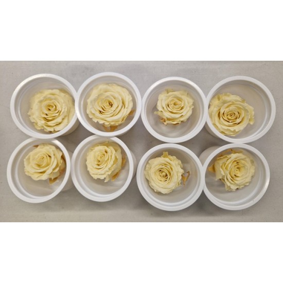 PRESERVED ROSE (MEDIUM OPEN) +/- 4.5CM CREAM 8PCS