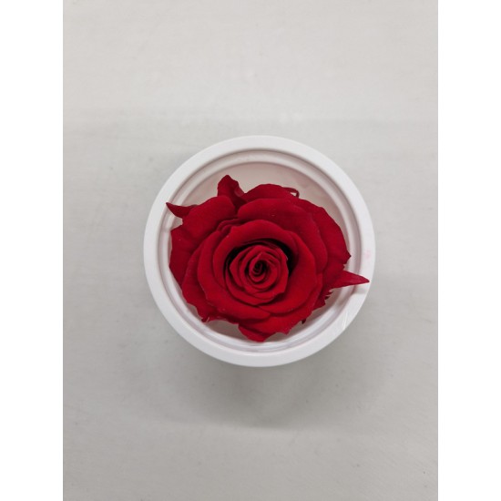 PRESERVED ROSE (MEDIUM OPEN) +/- 4.5CM RED 8PCS