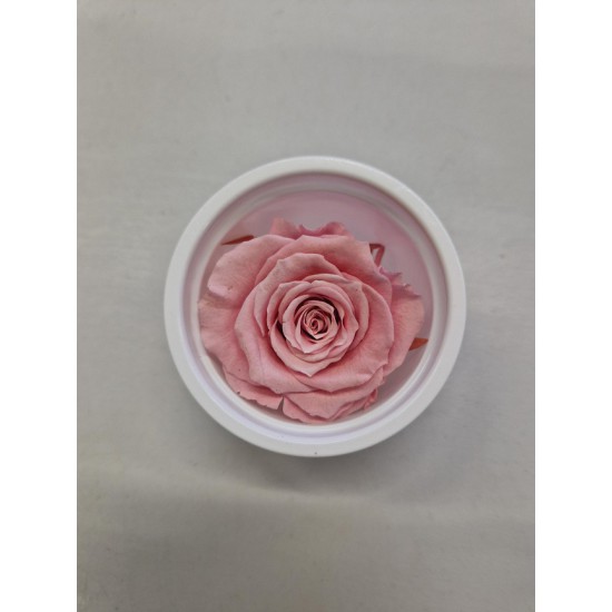 PRESERVED ROSE (MEDIUM OPEN) +/- 4.5CM LIGHT PINK 8PCS