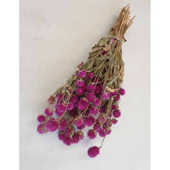 GOMPHRENA FUCHSIA NATUREL 1/2 BOPP/kraft