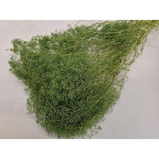 GYPSOPHILA MINI TITANITE GREEN +/-100GR