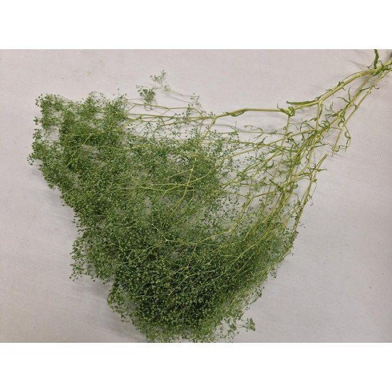 GYPSOPHILA MINI TITANITE GREEN +/-50GR BOPP/kraft emballage hobby