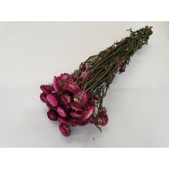 HELICHRYSUM ROSE FONCE NATUREL 1/2 BOPP/kraft