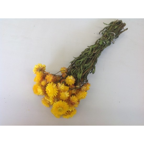 HELICHRYSUM YELLOW NATURAL 1/2 BOPP/kraft