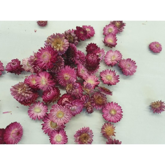 HELICHRYSUM HEADS DARK PINK NATURAL +/-40GR