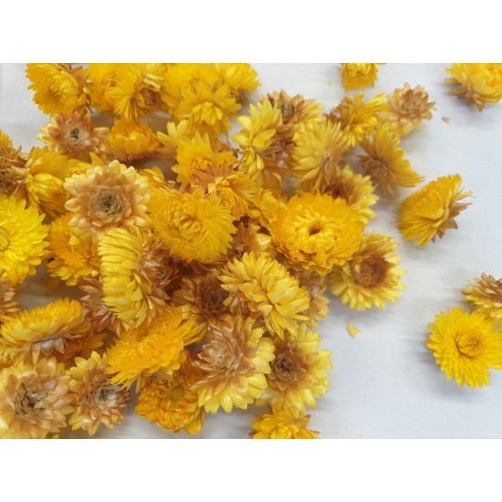 HELICHRYSUM TÊTES JAUNE NATUREL +/-40GR