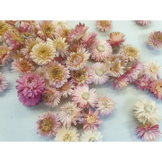 HELICHRYSUM TÊTES ROSE CLAIRE NATUREL +/-40GR