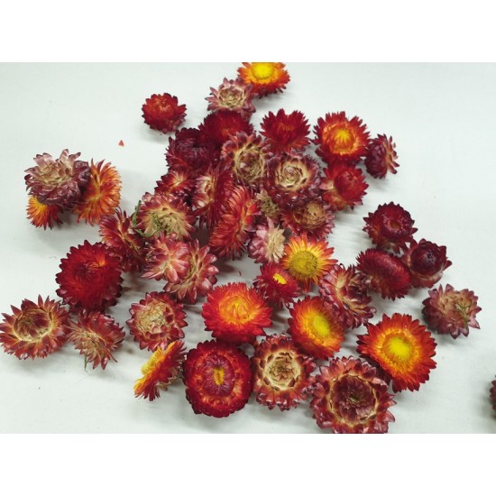 HELICHRYSUM TÊTES ROUGENATUREL +/-40GR