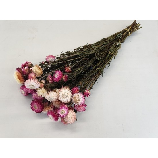 HELICHRYSUM ROSE CLAIR NATUREL 1/2 BOPP/kraft