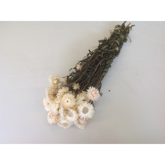 HELICHRYSUM BLANC NATUREL 1/2 BOPP/kraft