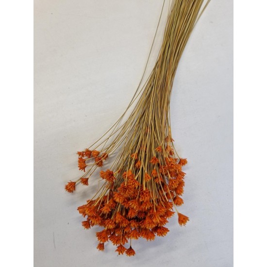 HILL FLOWER ORANJE (ABRIKOOS) +/-75GR BOPP/kraft