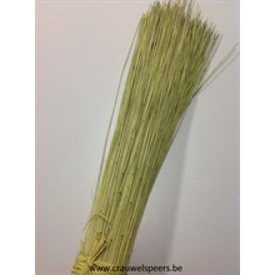 REED BUNDLE LICHTGREEN 1/5 BOPP/kraft