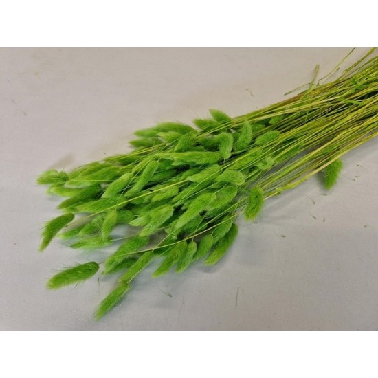 LAGURUS OVATUS LIME GREEN +/-100GR