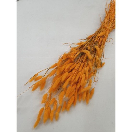 LAGURUS OVATUS ORANJE (ABRIKOOS) +/-100GR