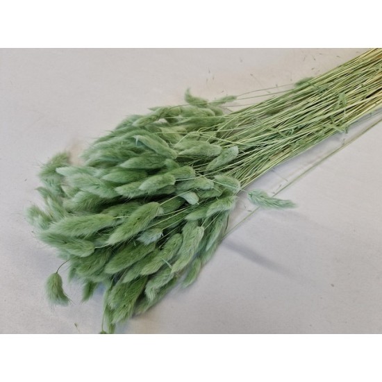 LAGURUS OVATUS TITANITE GREEN +/-100GR BOPP/kraft hobbyverpakking