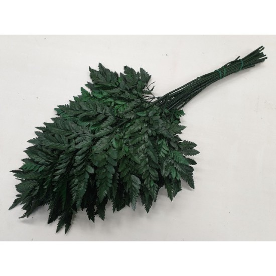 LEATHER FERN PRESERVED GREEN 5PCS BOPP/kraft