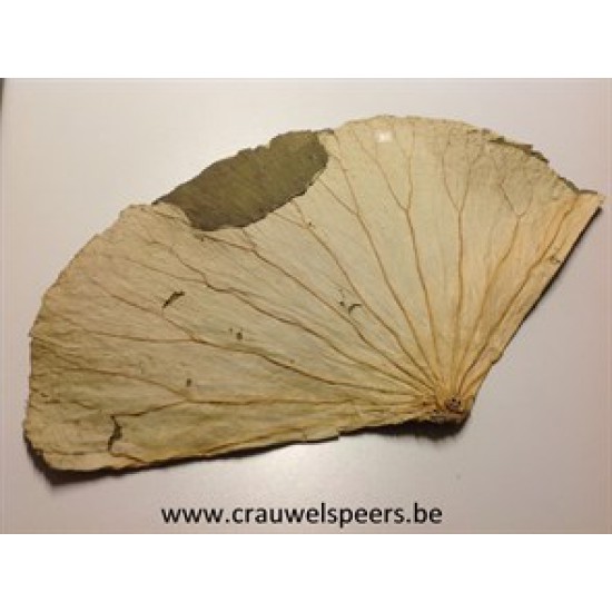 LOTUS LEAVES NATURAL 5PCS