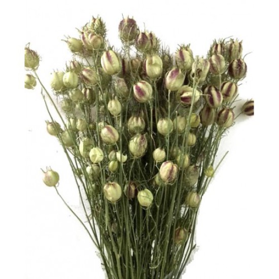 NIGELLA NATUREL 1/2 BOPP/kraft