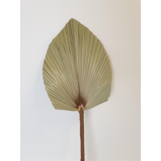 PALM KING SPEAR +/-100CM NATUREL