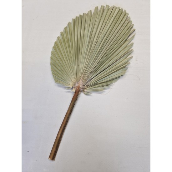 PALM KING SPEAR +/-60CM NATUREL