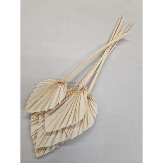 PALM SPEAR BLEACHED 5PCS BOPP/kraft