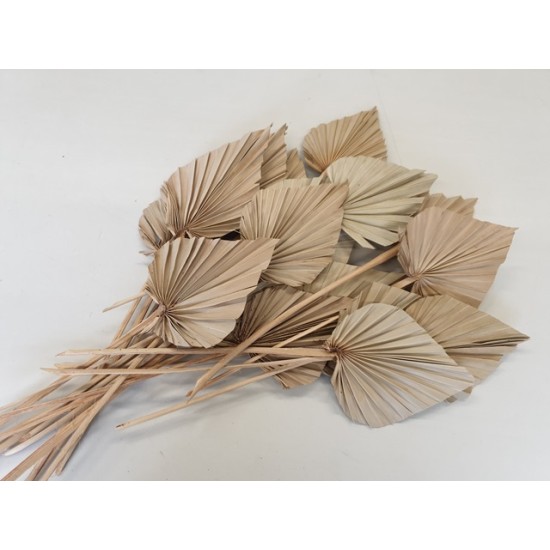 PALM SPEAR NATUREL 5PCS BOPP/kraft