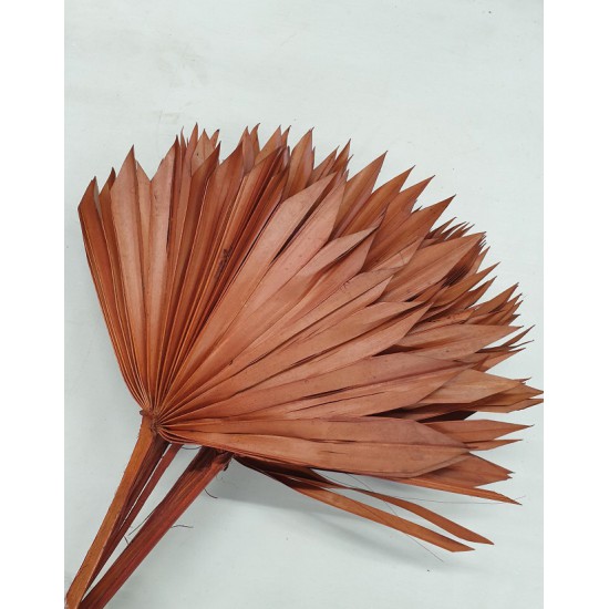 PALM SUN MARRON 5PCS BOPP/kraft