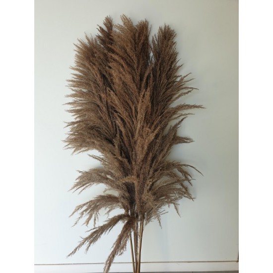 PAMPAS NATUREL 150/160CM 1PC